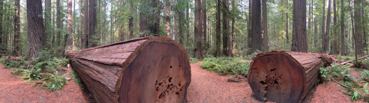 Glamping In The Redwoods With A Hot Tub! Hotel Garberville Exterior foto